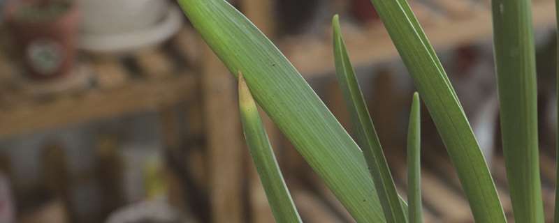 风信子的土培养殖方法