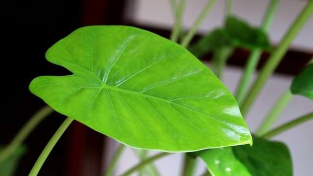 养滴水观音有什么好处