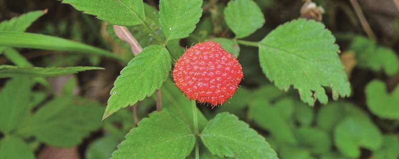 刺莓的养殖方法和注意事项