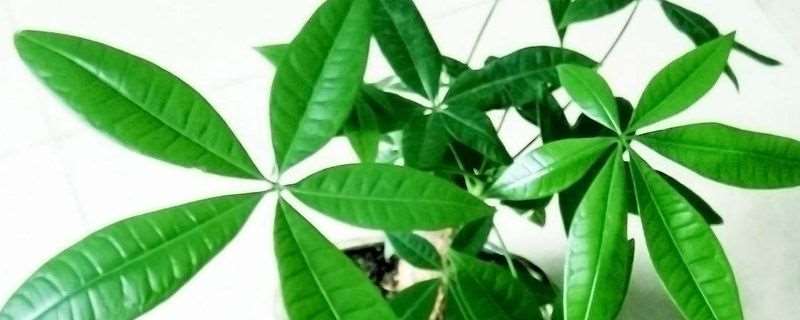迷你发财树多少时间浇次水