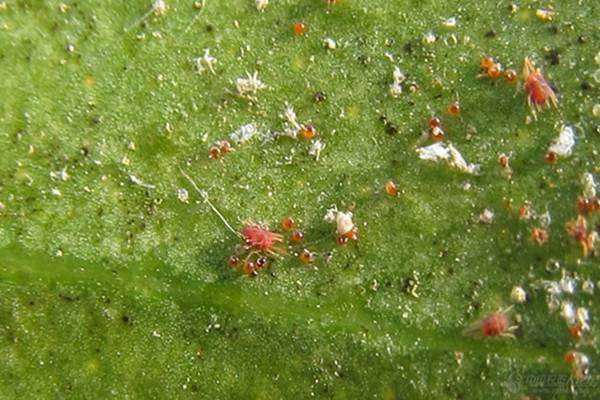落花之舞生虫了怎么办 常见虫害及防治方法