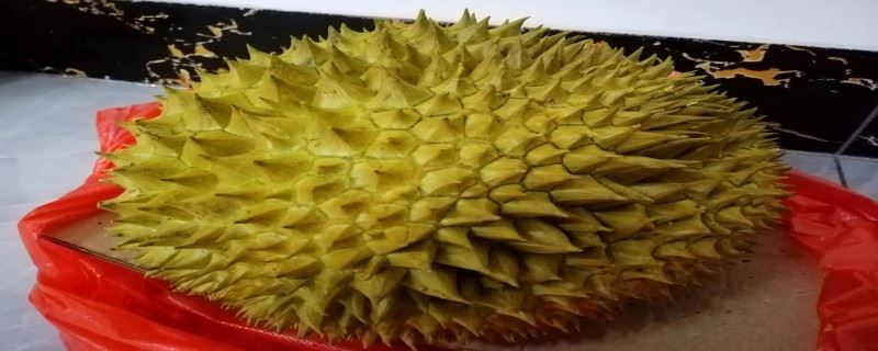 榴莲能不能放塑料袋